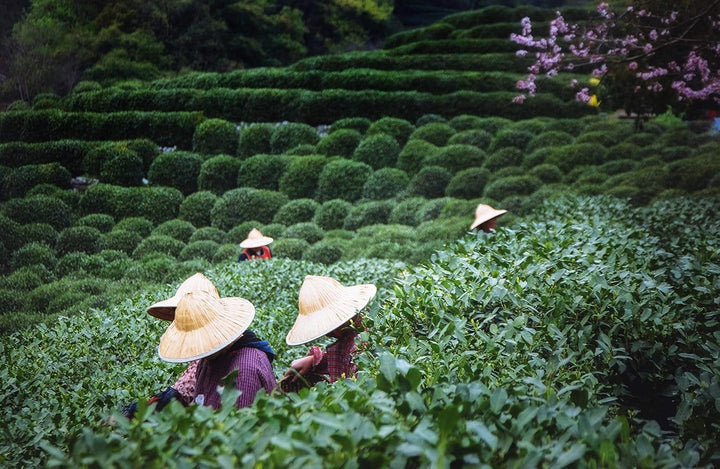 Sencha Ceai verde din Japonia, cultivat sub soarele primăverii | Recoltat în mai 2024 | Ceai de cea mai bună calitate, direct din plantații premiate | Ideal pentru toți iubitorii de ceai și ca cadou (100 g)