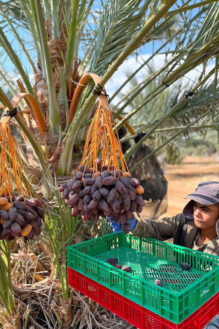 NABALI FAIRKOST FOR ALL Medjoul - Medjool Dates Choice I - 100% natural aromat proaspăt oriental moale I dulce ca mierea și caramelizat I Origine: Palestina I (1x1KG) Produse deshidratate Naty Shop